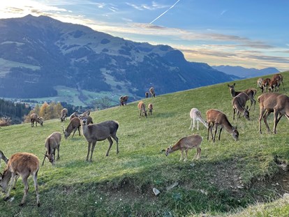 Familienhotel - Ponyreiten - Tirol - Im Herbst den Tierpark besuchen - Naturhotel Kitzspitz