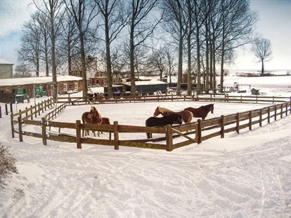 Familienhotel - Ponyreiten - Ostsee - Auch im Winter ein Vergnügen für die Pferde - Bauer Martin | Ostsee Ferienhof Bendfeldt