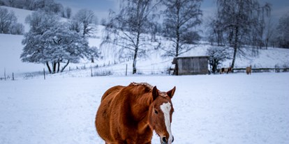 Familienhotel - Umgebungsschwerpunkt: Berg - Deutschland - Unsere Ponys lieben den Schnee - Familotel Ottonenhof - Die Ferienhofanlage im Sauerland