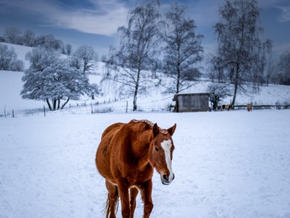 Familienhotel - Streichelzoo - Unsere Ponys lieben den Schnee - Familotel Ottonenhof - Die Ferienhofanlage im Sauerland