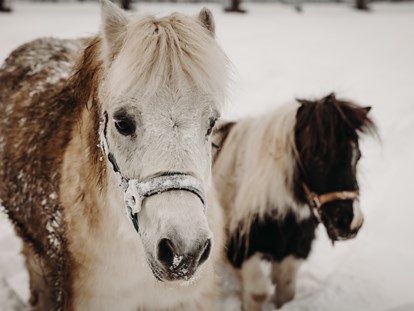 Familienhotel - Hunde: hundefreundlich - Kaprun - Schneespaß für die Ponies - Gut Berg Naturhotel