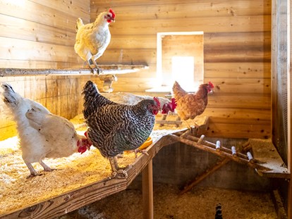 Familienhotel - Verpflegung: All-inclusive - Schladming - Unsere Hühner warten auf viele fleißige Helfer. - Familienhotel Oberkarteis