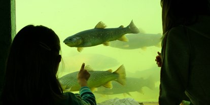 Familienhotel - Pyhrn-Priel - Aquarium zum Fische beobachten - Ferienhotel Gut Enghagen