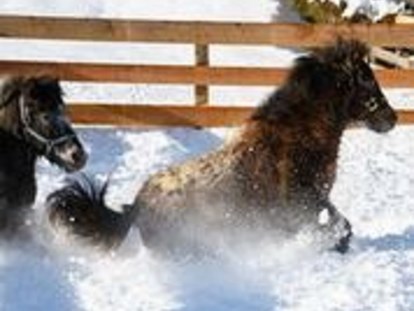 Familienhotel - Ausritte mit Pferden - Untertauern (Untertauern) - Ponys auf der Winterweide - Familienhotel Auhof