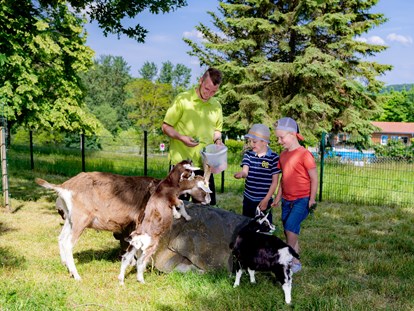 Familienhotel - Hunde: auf Anfrage - Masserberg - Saisonales Streichelgehege mit Ziegen - AHORN Berghotel Friedrichroda