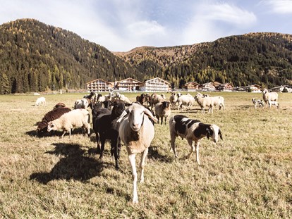 Familienhotel - Ponyreiten - Gsieser Tal - Das Almfamilyhotel Scherer in Osttirol - Almfamilyhotel Scherer****s - Familotel Osttirol