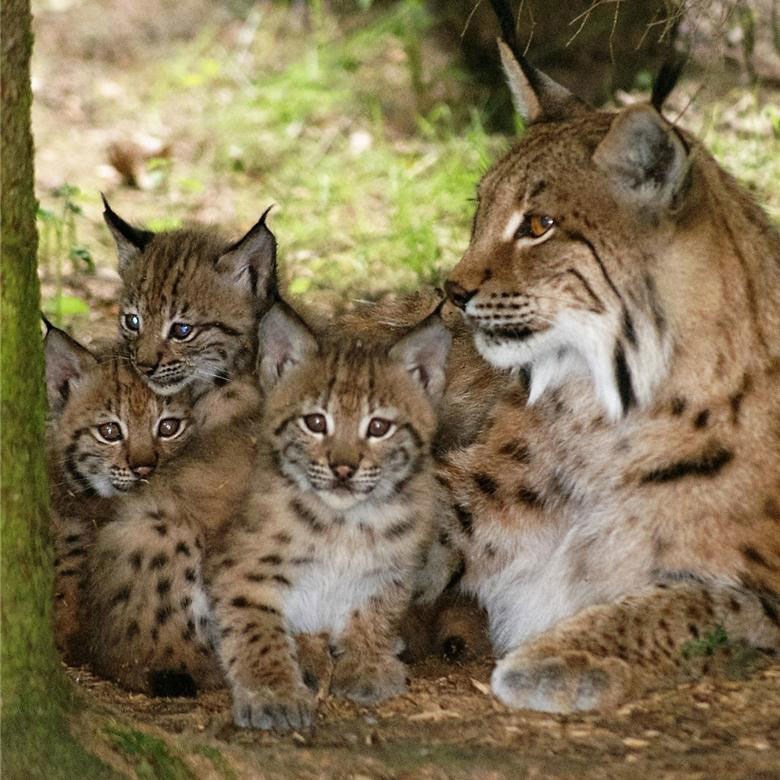 ULRICHSHOF Nature · Family · Design Ausflugsziele Bayerwald-Tierpark Lohberg