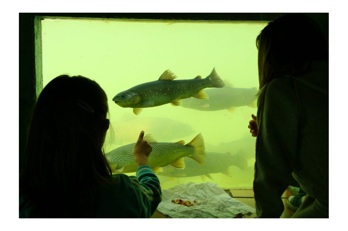 Kinderhotel: Aquarium zum Fische beobachten - Ferienhotel Gut Enghagen