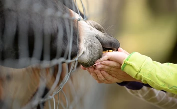 Die schönsten Zoos und Tierparks in Deutschland - Kinderhotel.Info