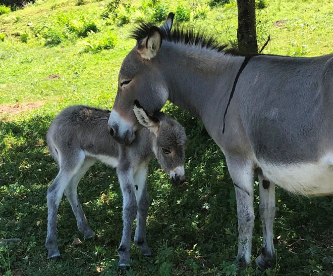 Top Familienhotel La Campagnola