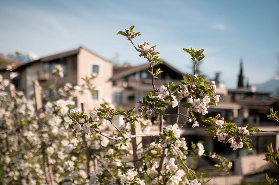 Südtiroler Apfelblüte im Frühling