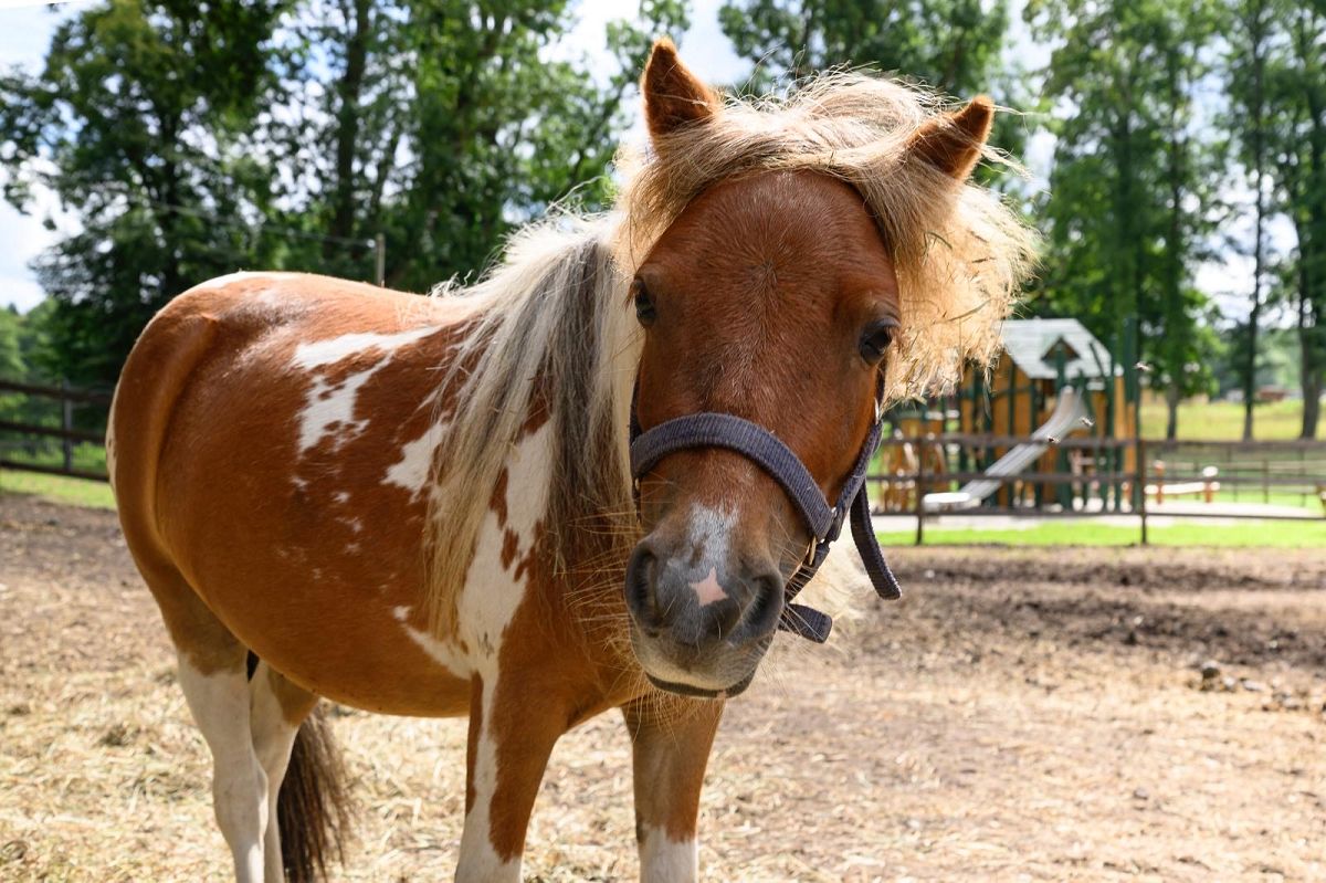Bernsteinland Wendorf