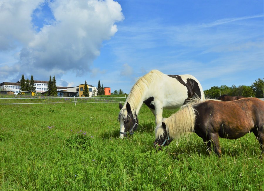 Ponys vor dem Elldus Resort