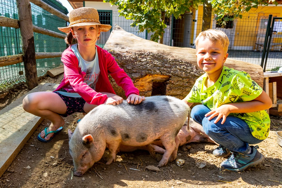 Kinder streicheln ein kleines Schwein