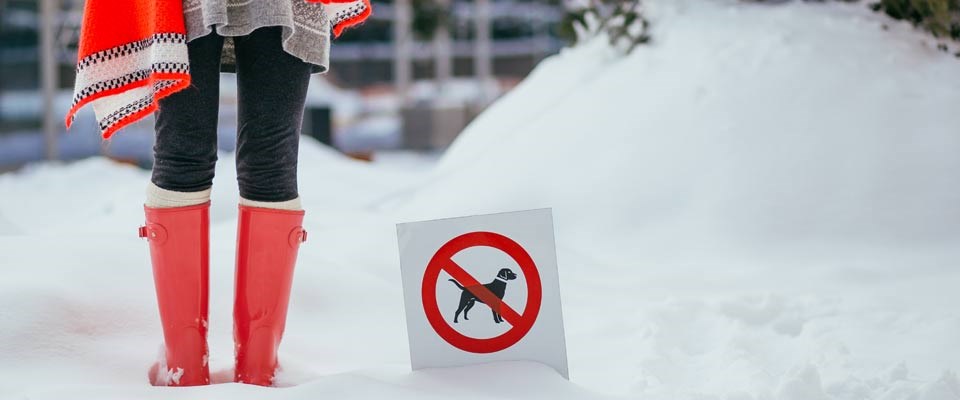 Hunde verboten Schild steckt im Schnee