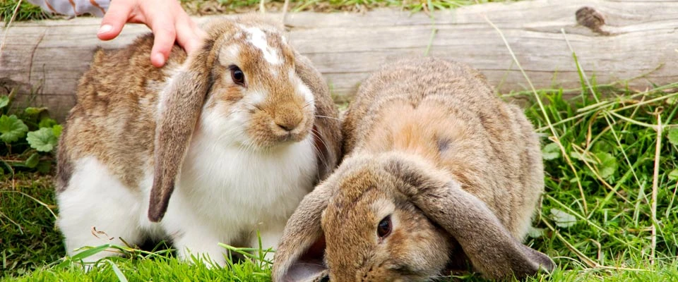 Kaninchen im Streichelzoo