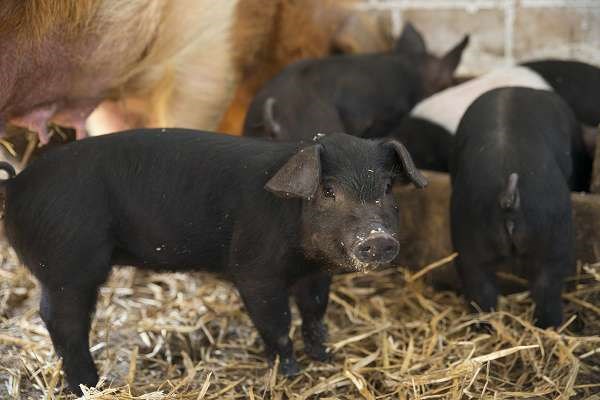 Baby-Schweine am Golchener Hof