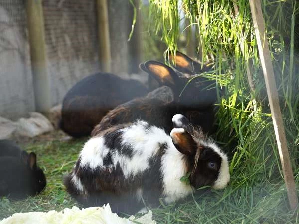 Kaninchen am Glocknerhof