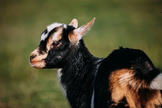 Ziegen im Ottonenhof im Sauerland