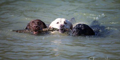 Familienhotel - Hunde: hundefreundlich - Chianti - Siena - Hunde sind WILLKOMMEN - Castellare di Tonda Resort & Spa