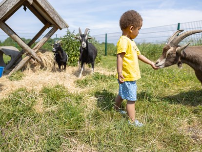 Familienhotel - Umgebungsschwerpunkt: Therme - Auf dem Hof lernen bereits die Kleinen einen respektvollen Umgang mit Tieren - Frieslandstern - Ferienhof und Hotel