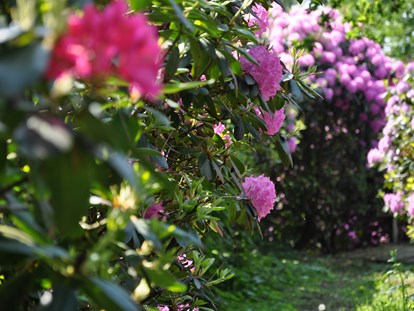 Familienhotel - Umgebungsschwerpunkt: See - Rhododendronpark - Gut Landegge Familotel Emsland