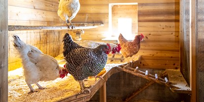 Familienhotel - Umgebungsschwerpunkt: Berg - Unsere Hühner warten auf viele fleißige Helfer. - Familienhotel Oberkarteis