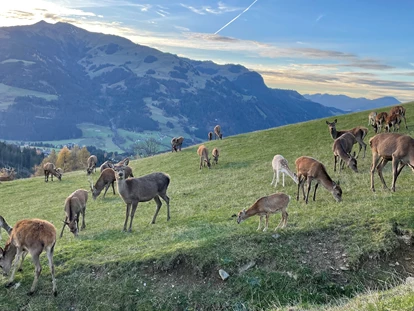 Familienhotel - Skilift - Kirchdorf in Tirol - Im Herbst den Tierpark besuchen - Naturhotel Kitzspitz