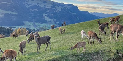 Familienhotel - Kitzbüheler Alpen - Im Herbst den Tierpark besuchen - Naturhotel Kitzspitz