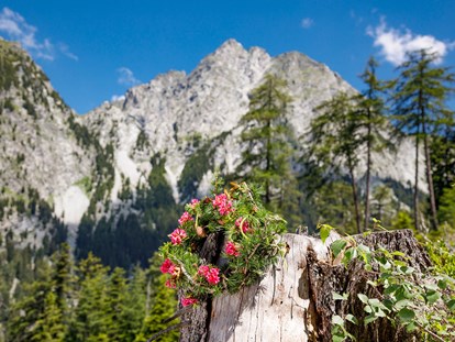 Familienhotel - Umgebungsschwerpunkt: Berg - Trentino-Südtirol - Almrosenblüte - Wohlfühlhotel Falzeben