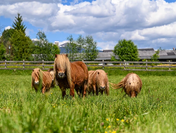 Kinderhotel: Pony Ranch - Das Familien-Clubhotel Wolkensteinbär