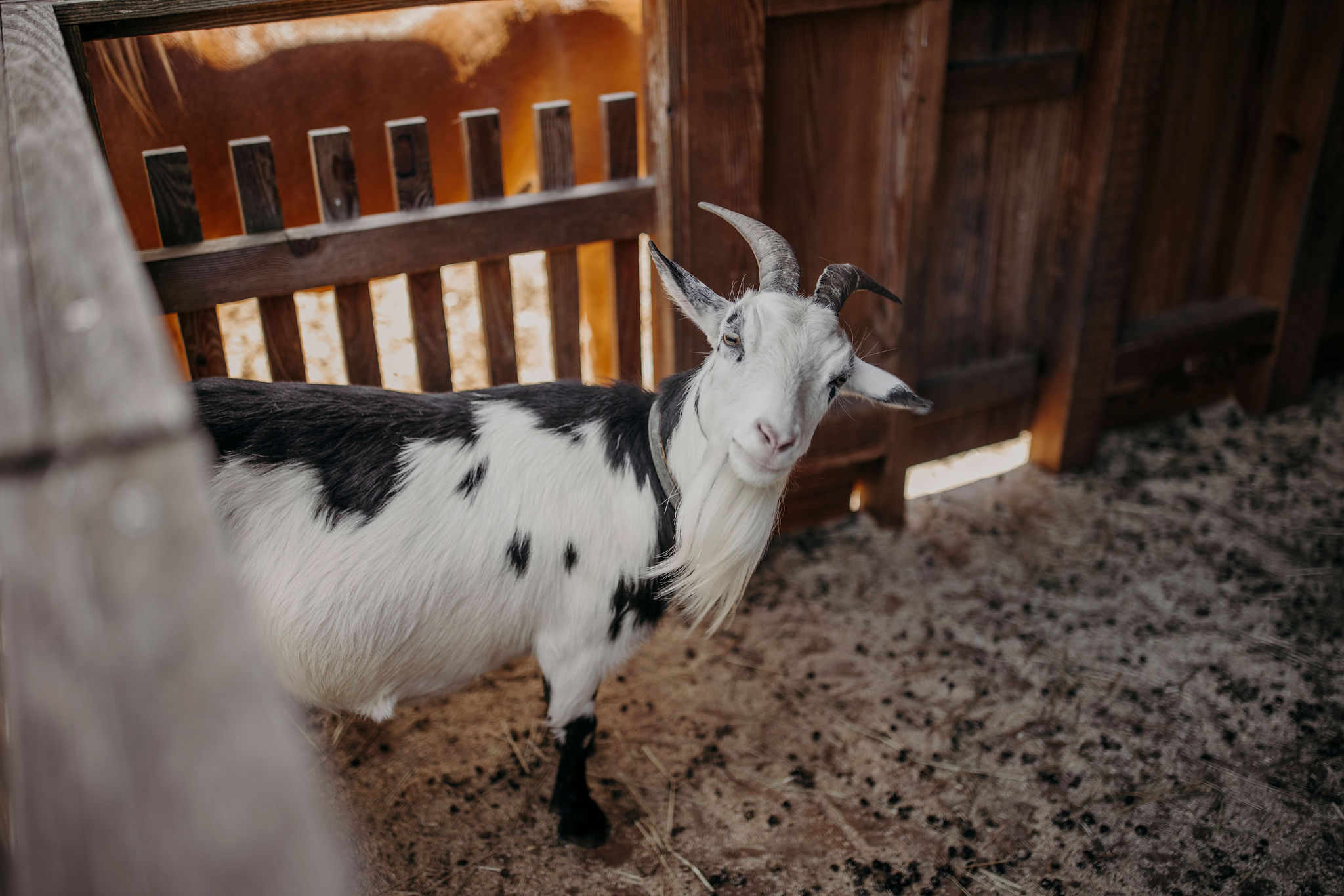 Kinderhotel: Wellness & Familienhotel Lerch