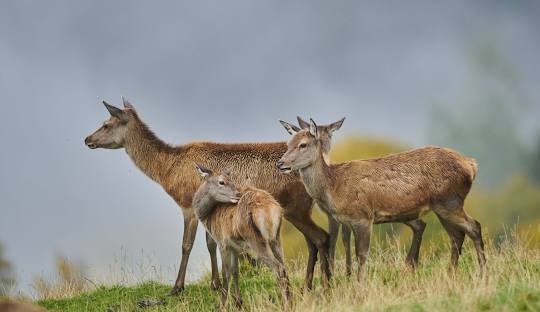 Familotel Landgut Furtherwirt Ausflugsziele Der Wildpark in Aurach...