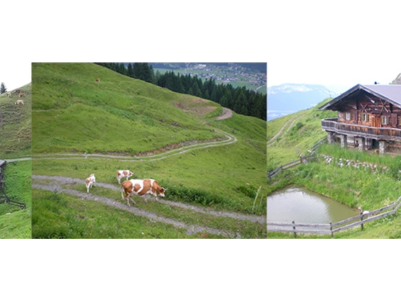 Kinderhotel: Hauseigene Alm, 1x wöchentlich geführte Wanderung - Kaiserhotel Kitzbühler Alpen