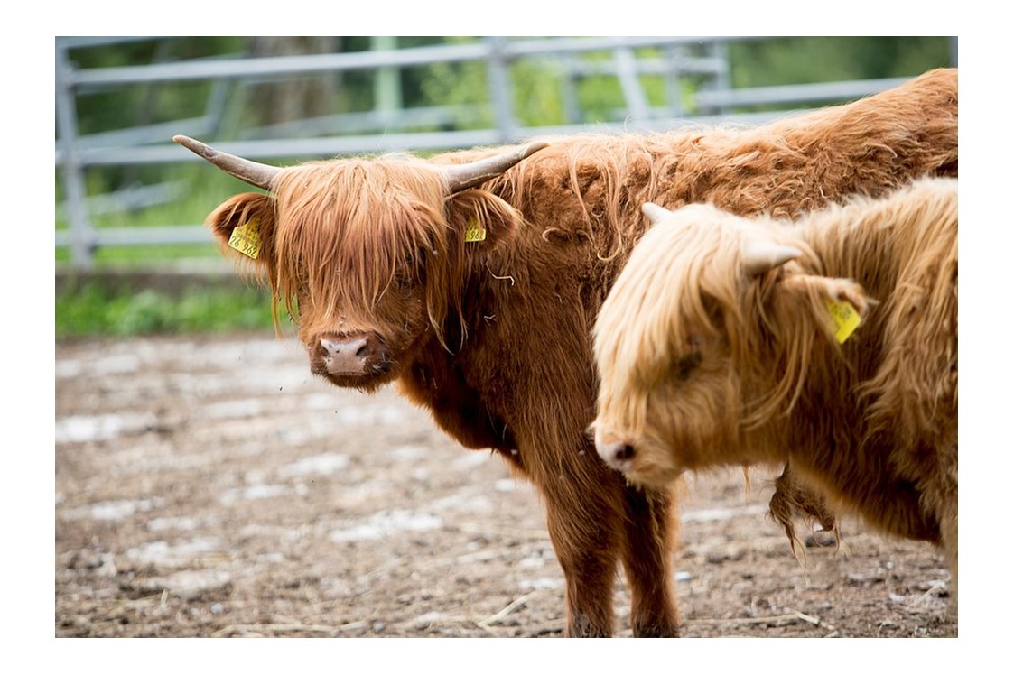 Kinderhotel: Kühe auf der Weide - Ferienclub Maierhöfen
