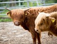 Kinderhotel: Kühe auf der Weide - Ferienclub Maierhöfen