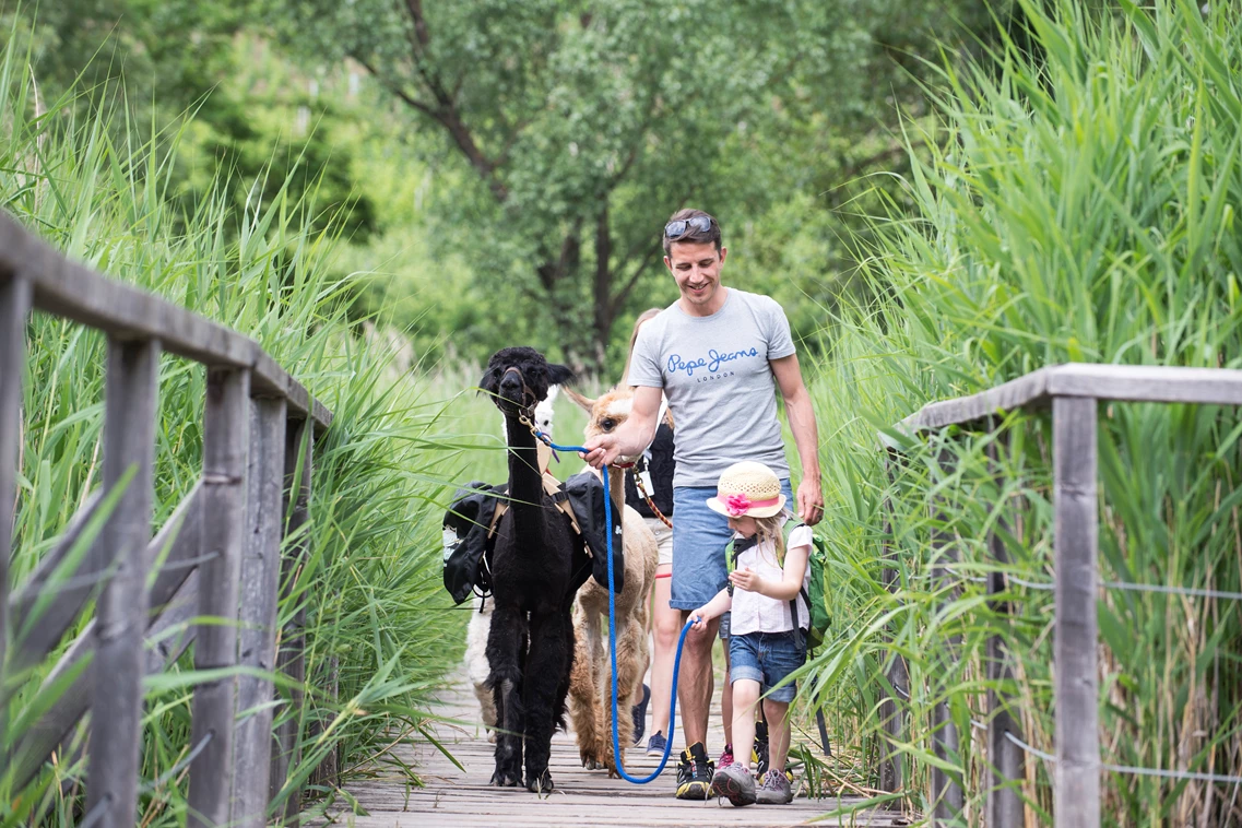 Kinderhotel: Alpaka-Trekkingtour mit dem Kinderclub - Gartenhotel Moser ****s