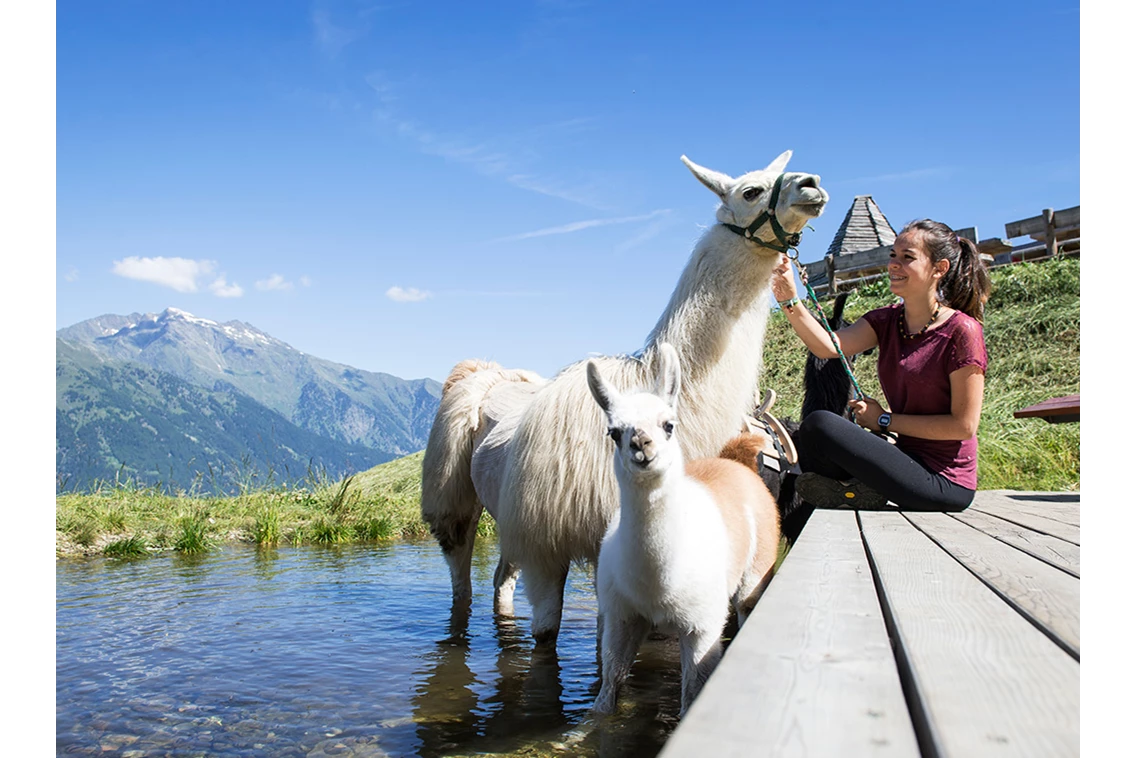 Kinderhotel: Alpakas uns Lamas im Bergzoo - Taser Alm