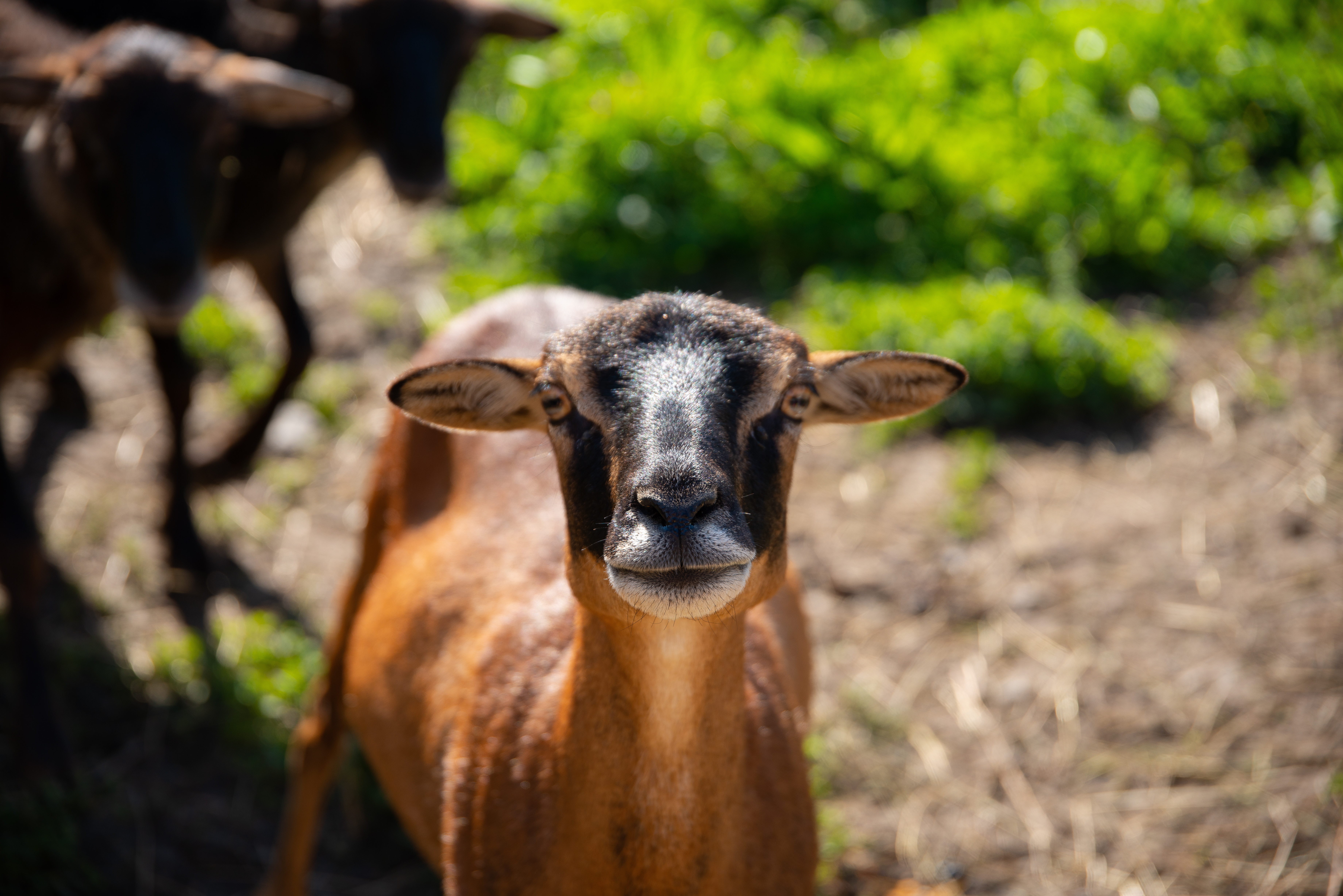 Kinderhotel: Kamerunschaf "Stella" - Hotel Guggenberger