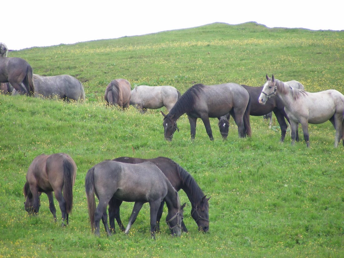 Erlebnisgasthof Moasterhaus Ausflugsziele Lipizzanergestüt Piber 