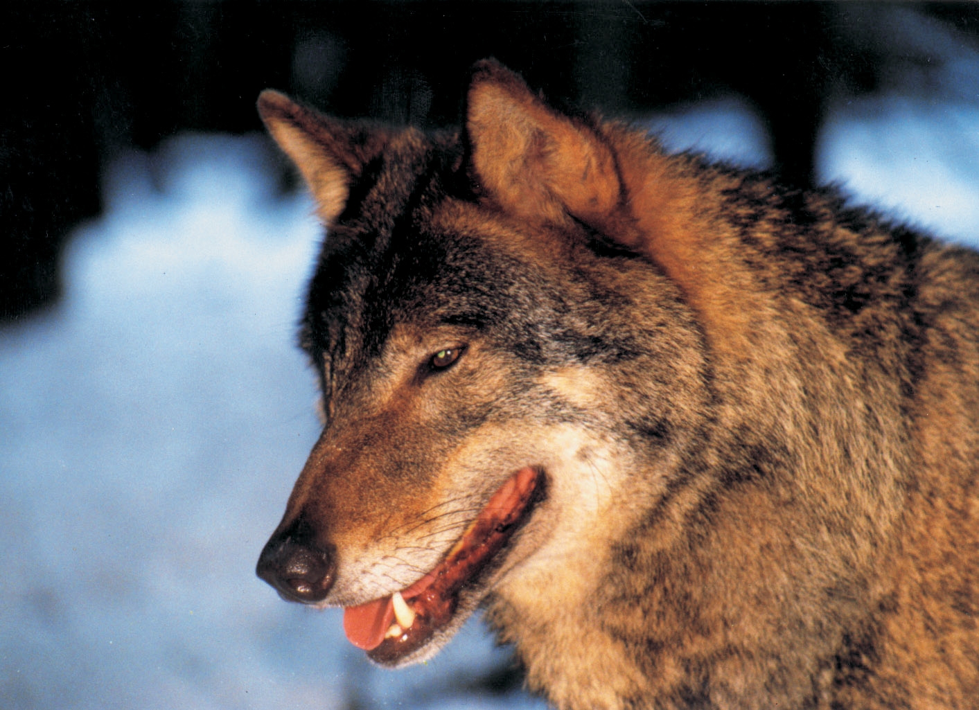Familienhotel am Tierpark Ausflugsziele Ausflug in den gegenüber liegenden Wildpark