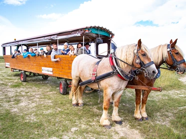 Kinderhotel:  Planwagen- und Kutschfahrten - Frieslandstern - Ferienhof und Hotel