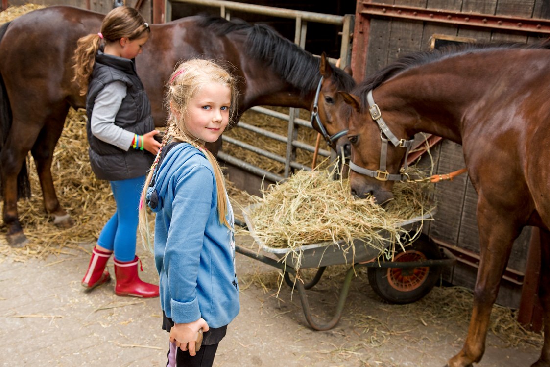 Kinderhotel: Das Wohlergehen der Pferde steht an erster Stelle - Frieslandstern - Ferienhof und Hotel