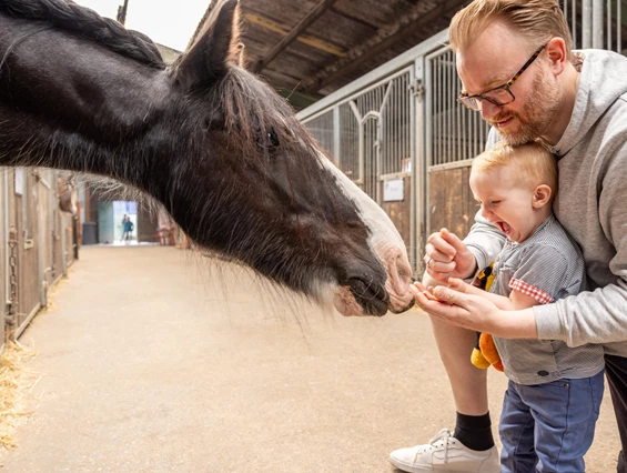 Kinderhotel: Keine Angst, Papa ist da - Frieslandstern - Ferienhof und Hotel