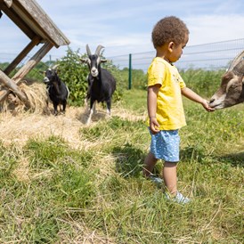 Kinderhotel: Auf dem Hof lernen bereits die Kleinen einen respektvollen Umgang mit Tieren - Frieslandstern - Ferienhof und Hotel