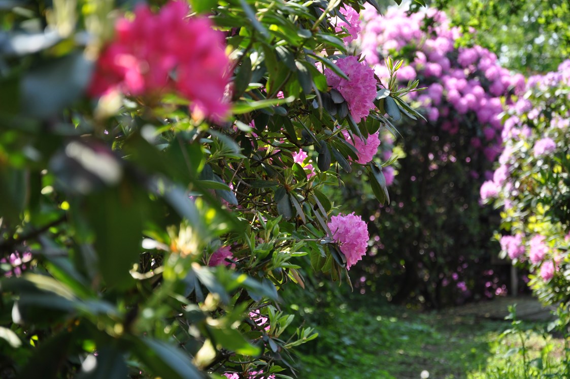 Kinderhotel: Rhododendronpark - Gut Landegge Familotel Emsland