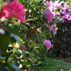 Kinderhotel: Rhododendronpark - Gut Landegge Familotel Emsland
