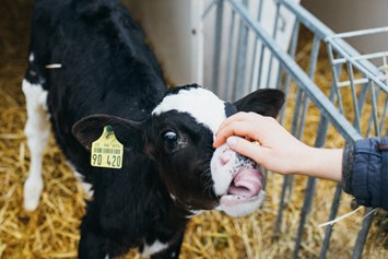 Kinderhotel: Ausflug zum Milchbauernhof - Familotel Ottonenhof - Die Ferienhofanlage im Sauerland
