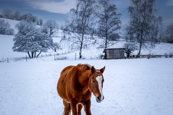 Kinderhotel: Unsere Ponys lieben den Schnee - Familotel Ottonenhof - Die Ferienhofanlage im Sauerland