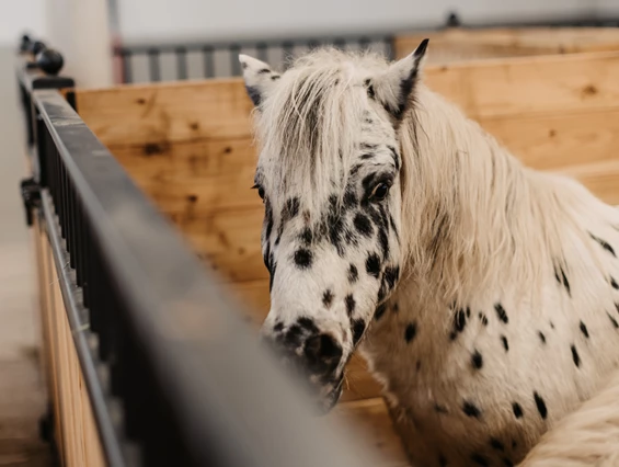 Kinderhotel: Pony reiten - Gut Berg Naturhotel